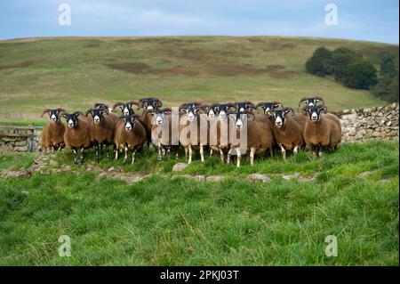 Domestic Sheep, Scottish Blackface ewes, flock standing on moorland, Lanarkshire, Central Lowlands, Scotland, United Kingdom Stock Photo