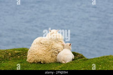 Domestic Sheep, ewe with lamb, resting on clifftop looking out to sea, Shetland Islands, Scotland, United Kingdom Stock Photo