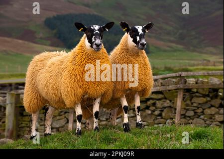 Domestic Sheep, Scotch mules, Blue-faced Leicester ram x Blackface ewe, two lambs, standing in pasture, Cumbria, England, United Kingdom Stock Photo