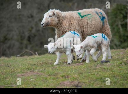 Domestic sheep, Texel cross ewe with twin lambs, with identification numbers sprayed, running on pasture, Whitewell, Lancashire, England, United Stock Photo