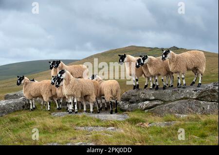 Domestic Sheep, mule gimmer lambs, ready for autumn sales, flock standing on moorland, Dartmoor, Devon, England, United Kingdom Stock Photo