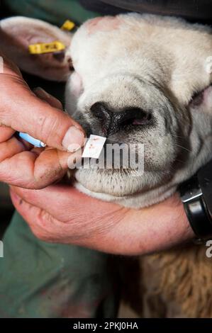 Shepherd using a sterile single use pin on texel rams nose to extract ...