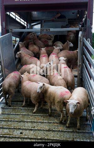 Sheep farming, sheep flock being loaded onto wagon at market, Welshpool auction mart, Welshpool, Powys, Wales, United Kingdom Stock Photo