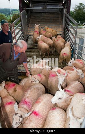 Sheep farming, sheep flock being loaded onto wagon at market, Welshpool auction mart, Welshpool, Powys, Wales, United Kingdom Stock Photo