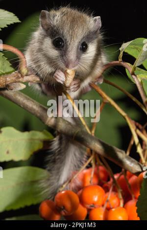 Forest dormouse (Dryomys nitedula), juvenile, on a branch of Rowan (Sorbus aucuparia) Ash with fruits, eating a larvae, Europe Stock Photo