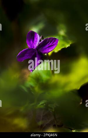 Ground level shot of Early Dog Violet flowering in shaded undergrowth on a sunny Spring morning Stock Photo