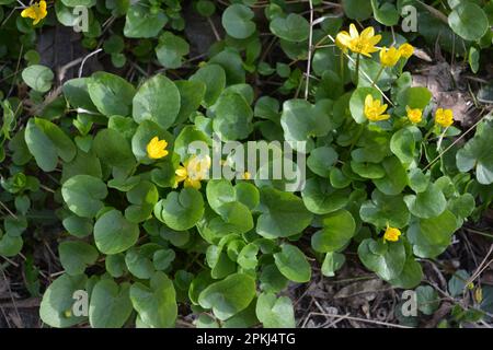 Bright yellow flowers Ficaria verna, formerly Ranunculus ficaria L, commonly known as lesser celandine, pilewort growing a dense carpet, very joyful Stock Photo