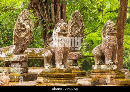 Guardian lions Prasat Tao standing on Terrace of Ta Prohm temple, Angkor, Cambodia Stock Photo