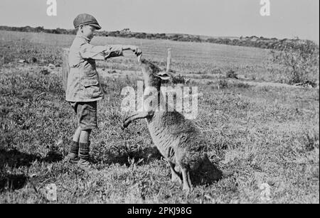 Paddy Dickson feeding Kanga Joe 1923 by William Boyd Stock Photo