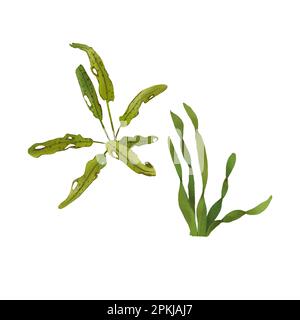 A set of green seaweed. Watercolor illustration of underwater plants. Collection Island. Aquarium plants. Realistic botanical drawing. Suitable for de Stock Photo