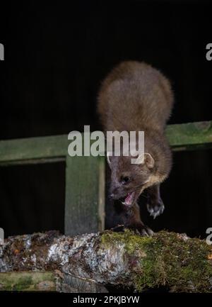 Wild Pine Martens, Lairg, Scotland Stock Photo - Alamy