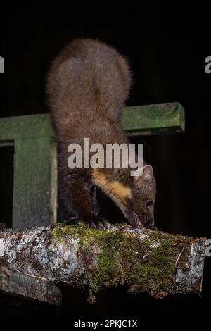 Wild Pine Martens, Lairg, Scotland Stock Photo - Alamy