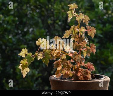 Closeup view of begonia dregei aka maple leaf or grape leaf begonia outdoors in bright light on dark natural background Stock Photo
