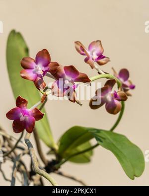 Closeup view of colorful tropical epiphytic orchid species hygrochilus parishii var marriottiana blooming with purple, white and orange brown flowers Stock Photo