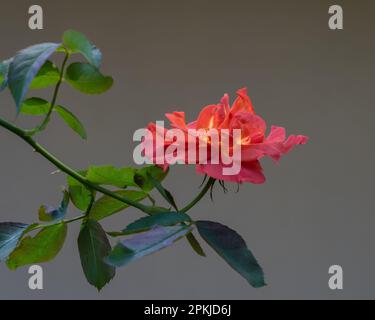Closeup view of small bright orange red rose blooming outdoors in sunlight isolated on plain background Stock Photo