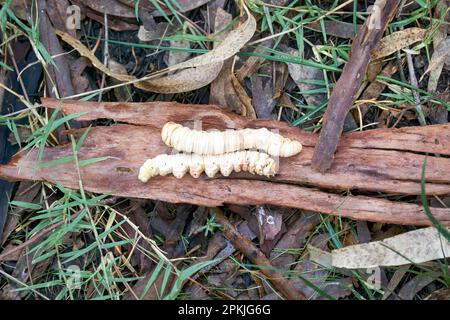 The Bardi grub lives in tunnels in the ground and adults pupate into the Rain Moth or Trictena atripalpis Stock Photo