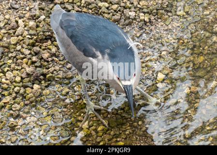 A black-crowned night heron (Nycticorax nycticorax) spotted in the Ala Moana Regional Park Stock Photo
