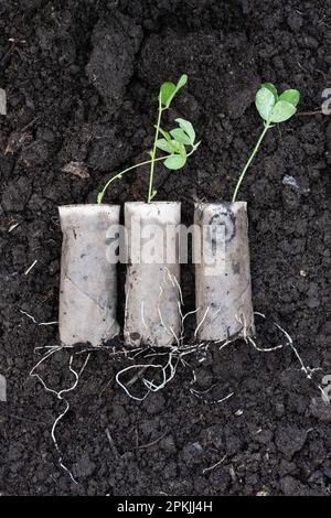 Growing sweet peas from seed in toilet roll tubes.  Plants do not need to be removed from tube when planted as the roots grow through the cardboard Stock Photo