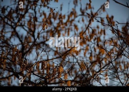 Spring leaves and catkins on Silver Birch (Betula pendula) in the golden hour Stock Photo