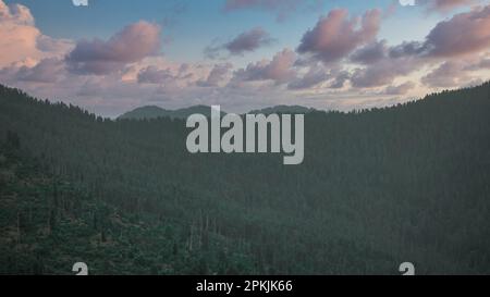 Dense forest against cloudy sky Stock Photo