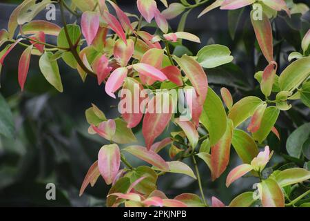 Cinnamon tree with colorful leaves Stock Photo