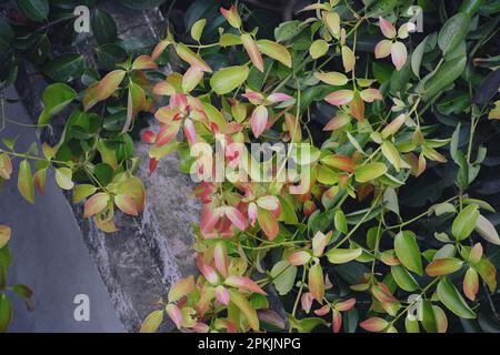 Cinnamon tree with colorful leaves Stock Photo