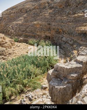 Reeds grow by the water on the bottom of the Prat brook canyon in the ...
