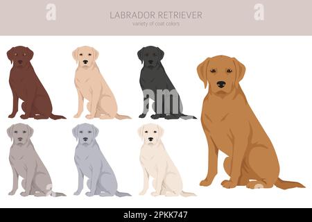 Labrador 2024 retriever coat