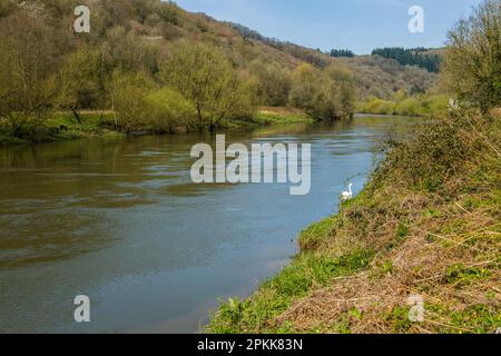 The River Wye inbetween Gloucestershire on the right and Monmouthshire on the left, with Brockweir Village and bridge behind. Good Footpath underfoot Stock Photo