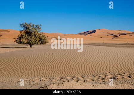 A lone tree in the sand dunes of the Sahara Desert in Merzouga Stock Photo