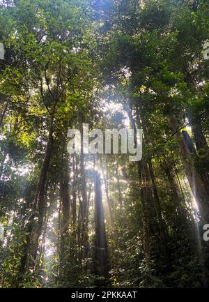 Sunrays streaming through trees in the morning in the rainforest on the island of Trinidad. Stock Photo