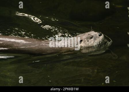 River otter  (Lontra canadensis), Swimming Stock Photo