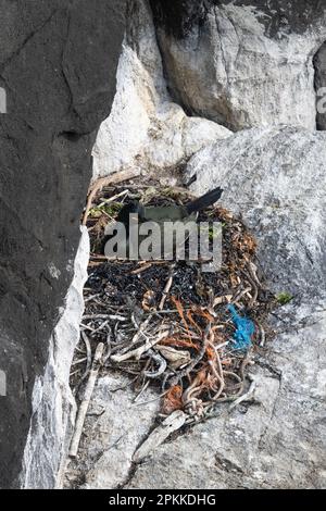 Plastic and marine debris in Common Shag seabird nest - Isle of May, Scotland, UK Stock Photo