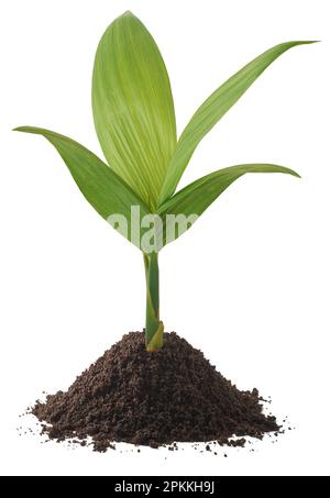 growing young areca nut plant isolated on white background, aka areca palm, areca nut palm, betel palm, betel nut palm or indian nut Stock Photo