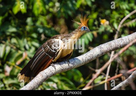 Hoatzin (Opisthocomus hoazin), Lake Sandoval, Tambopata National Reserve, Puerto Maldonado, Madre de Dios, Peru, South America Stock Photo