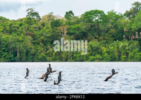 Neotropic Cormorant (Phalacrocorax brasilianus), Lake Sandoval, Tambopata National Reserve, Puerto Maldonado, Madre de Dios, Peru, South America Stock Photo
