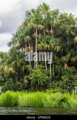 Aguaje palms by Lake Sandoval, Tambopata National Reserve, Puerto Maldonado, Madre de Dios, Peru, South America Stock Photo