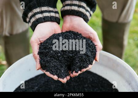 Man with a handful of biochar pellets made from herbs using pyrolysis that can be used as a soil amendment or to make Terra Preta. Stock Photo
