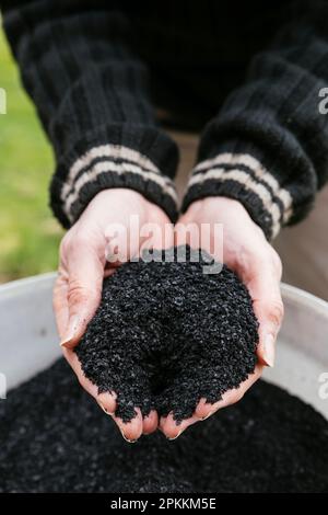 Man with a handful of biochar pellets made from herbs using pyrolysis that can be used as a soil amendment or to make Terra Preta. Stock Photo