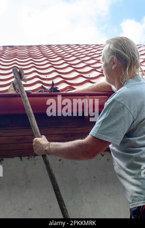 A mature man cleans the gutter of a drainpipe on the roof of his house from autumn leaves and debris. Stock Photo