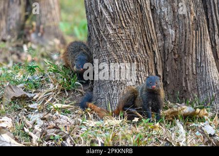 Indian grey mongoose (Urva edwardsii) from Nagarahole National Park, southern India. Stock Photo