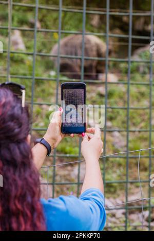 Brown bear in senda del oso Asturias national park zoo. Latin mid woman holding smartphone Stock Photo