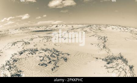 Beach coastline tropical sand plant  textures dunes scenic sepia vintage landscape. Stock Photo