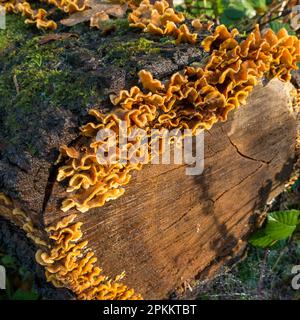 Hairy Curtain Crust (Stereum hirsutum) bracket fungus growing on dead tree trunk, Cumbria, England, UK Stock Photo