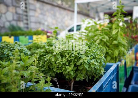 Dwarf basil and other herbs on display at the farmers market Stock Photo