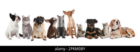 Cute dogs and cats on white background. Banner design Stock Photo
