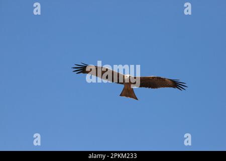 A black kite soaring in the blue sky. Milvus migrans. Stock Photo