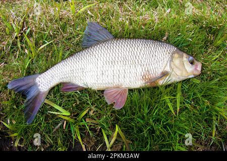 An enviable trophy of a fisherman with a fishing rod in a northern European river. Ide, Nerfling (Leuciscus idus) more then 1,5 kg Stock Photo