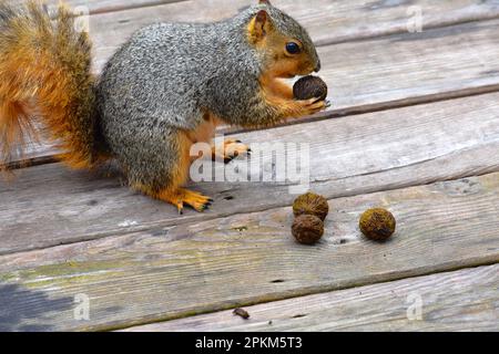 An Eastern Fox (or Red) Squirrel, Sciurus Niger, eats walnuts on a deck in rural Missouri, MO, United States, US, USA. Stock Photo