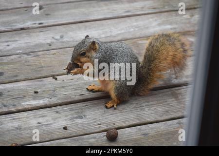 An Eastern Fox (or Red) Squirrel, Sciurus Niger, eats walnuts on a deck in rural Missouri, MO, United States, US, USA. Stock Photo